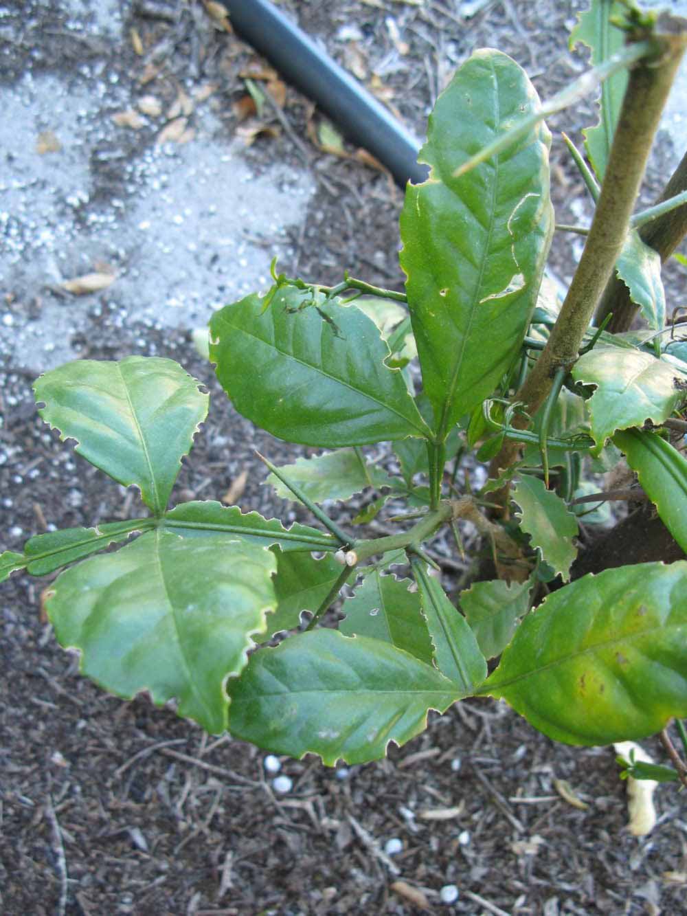            Shade leaves (Winter Haven, FL)   